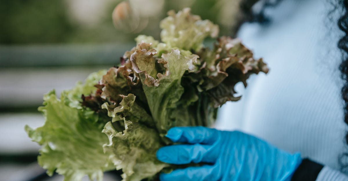 New green leaf vegetable in the family. What is it called? - Crop anonymous female in casual clothes and blue gloves demonstrating bouquet of green lettuce leaves in hands in daytime in street