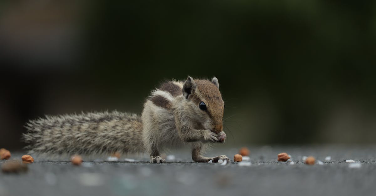 Non-nut substitute for ground hazelnuts - Brown and White Squirrel on Gray Concrete Floor
