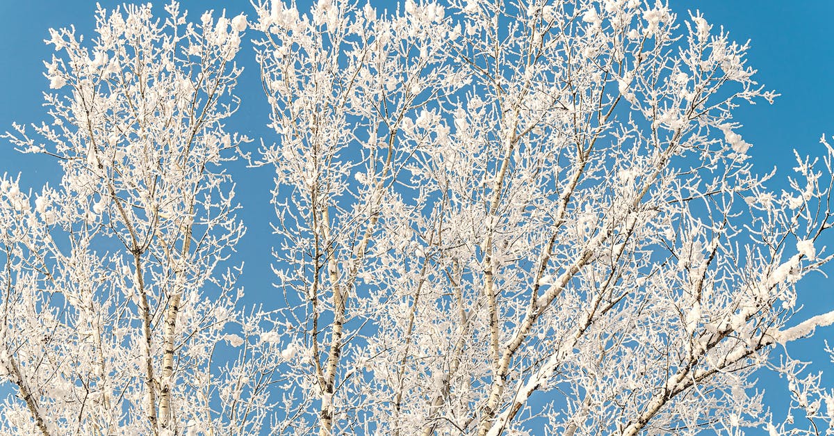 Nonsoggy spinich pie with frozen spinach - Hoarfrost on Tree Branches During Winter