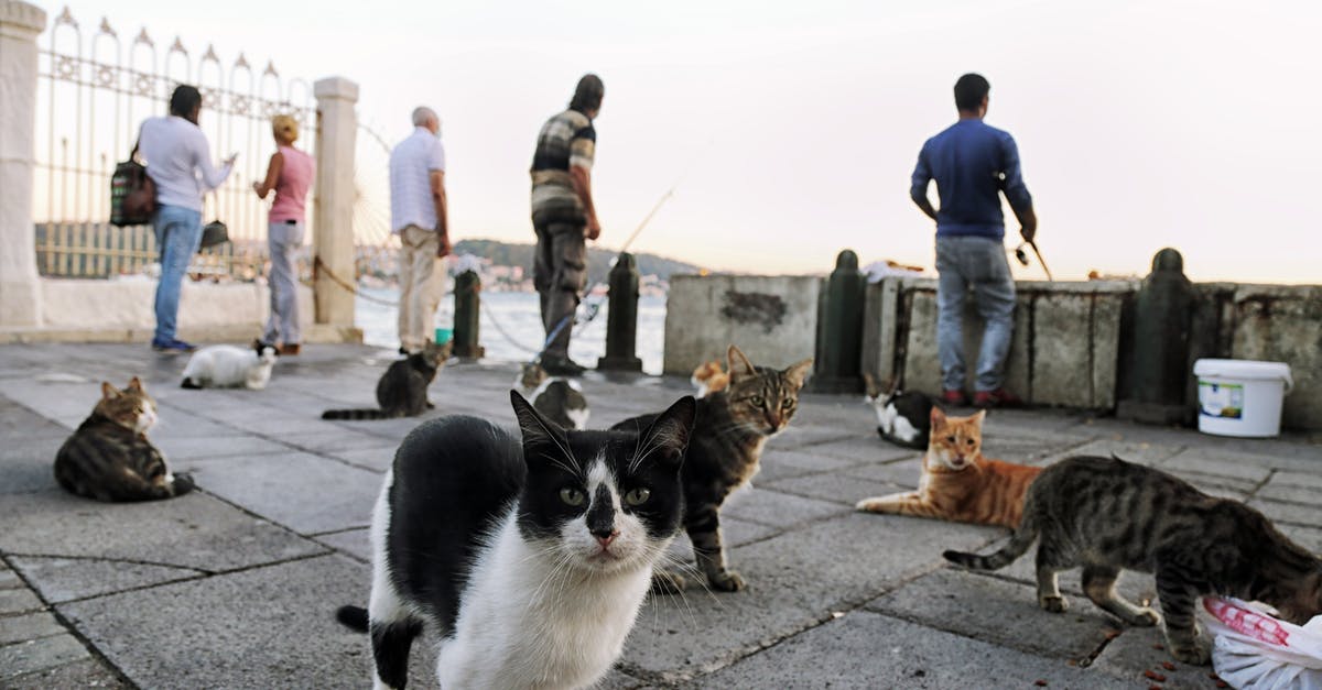 Not feeding sourdough starter enough? - People Walking on the Street With White and Black Cat