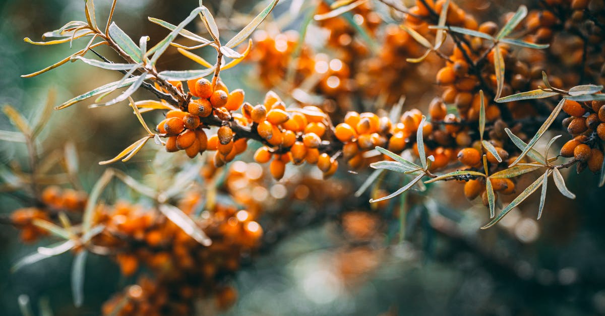 Oil in marinades - Close-up of Sea Buckthorn