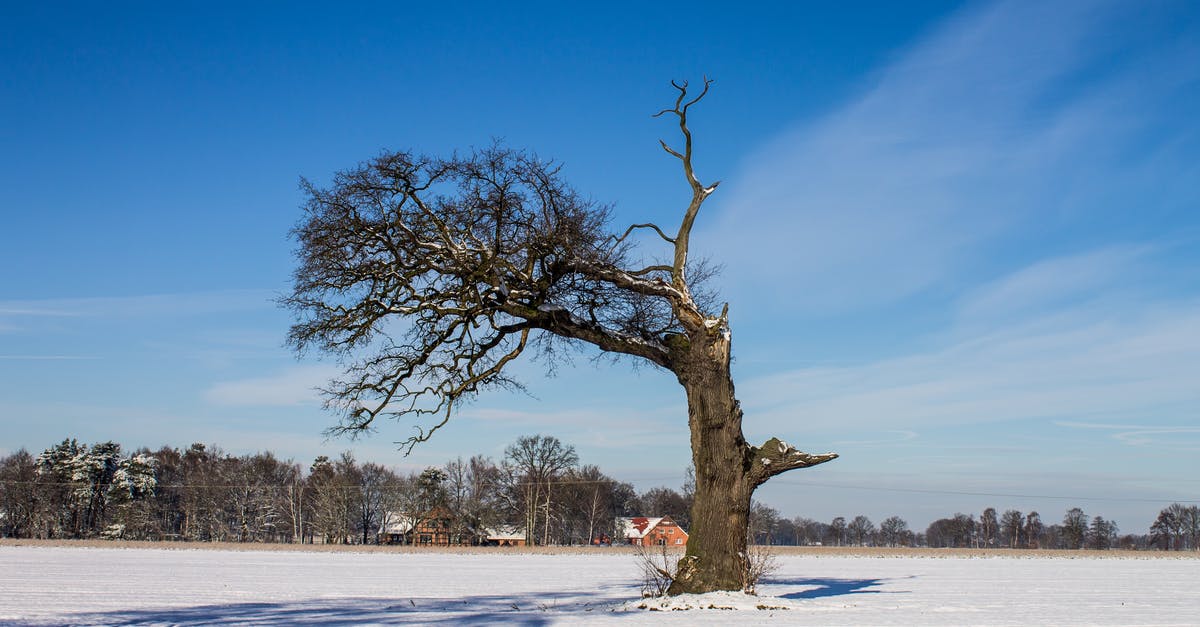 Old frozen ground lamb - safe to eat? [duplicate] - Gray Leafless Tree on Snow Covered Ground