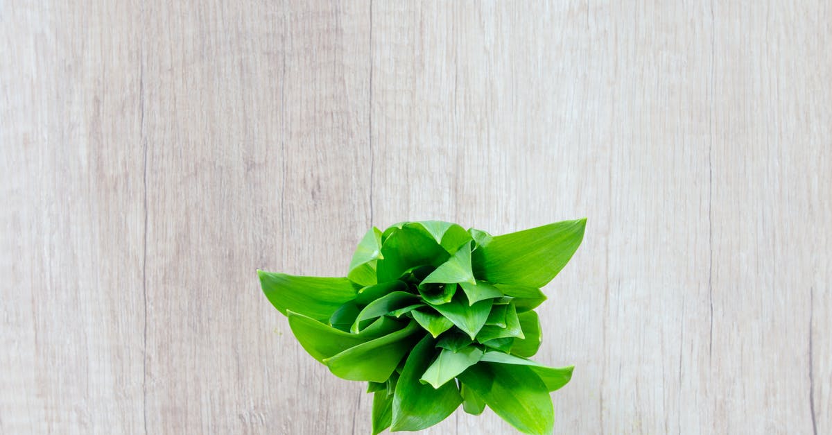 Olive wood cooking utensils: Seasoning, care, and maintenance? - Flat Lay Photography of Green Leafed Plant on Brown Surface