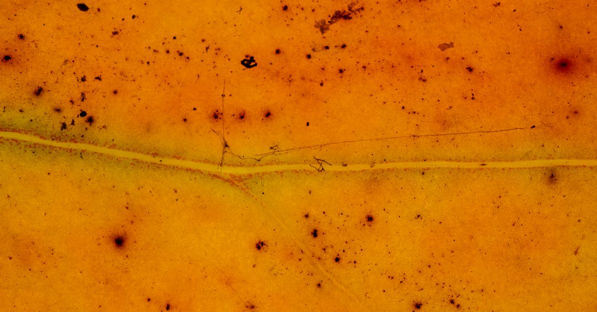 Orange spots on dry chickpea - Yellow tree leaf pattern during autumn