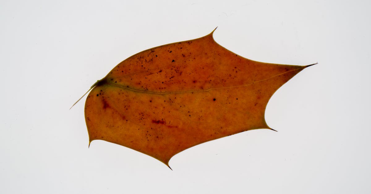 Orange spots on dry chickpea - Fallen autumn maple leaf on white background