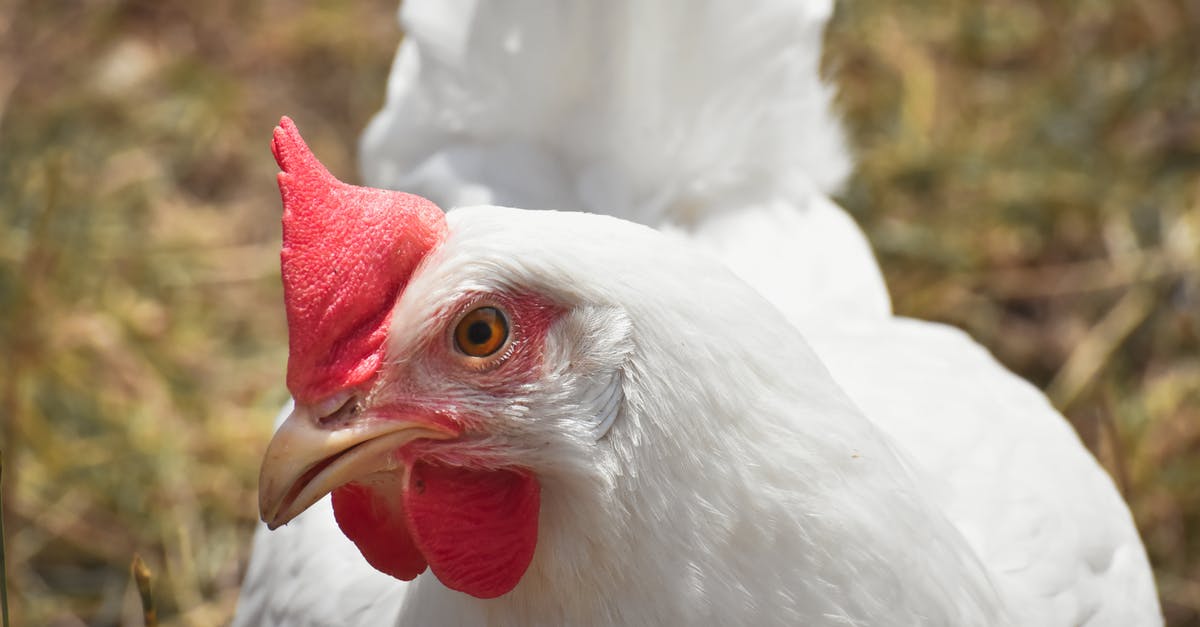 Our broiler "ruins" pans when we use it - Close-Up Shot of a Broiler Chicken