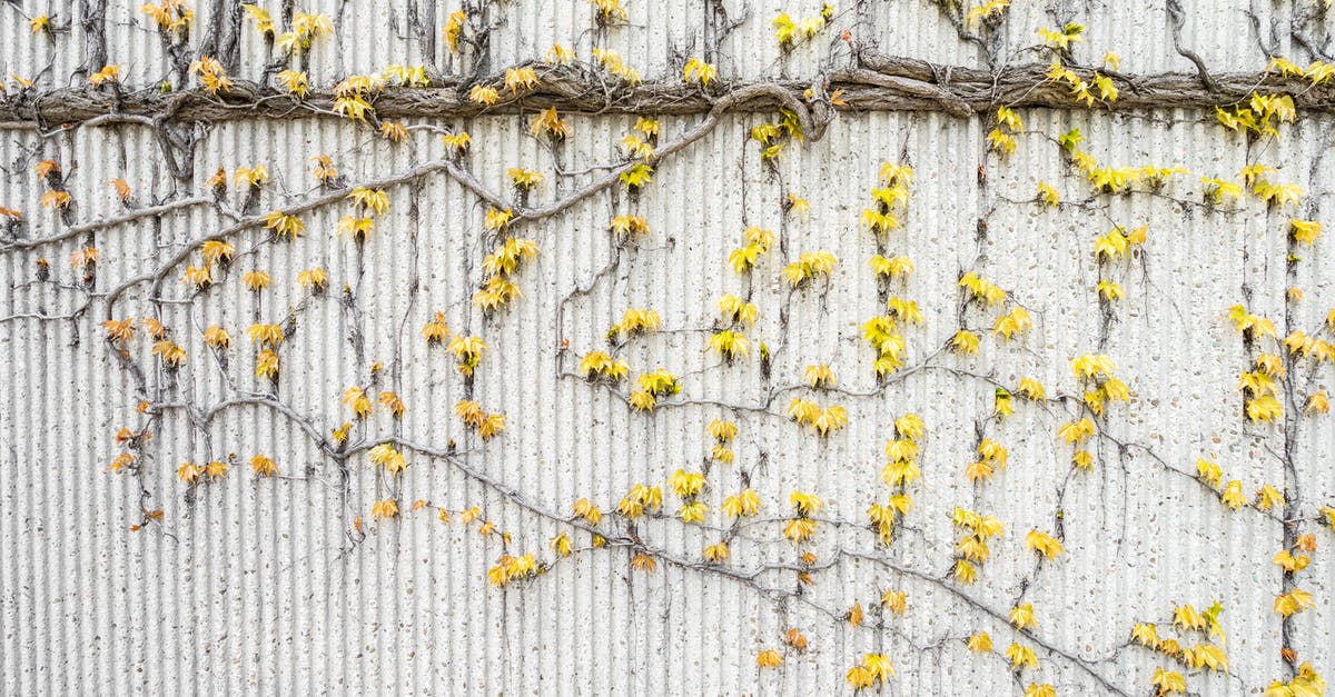 Out of Date Vine Leaves - are they safe to eat? [duplicate] - Yellow Vines on Gray Concrete Wall