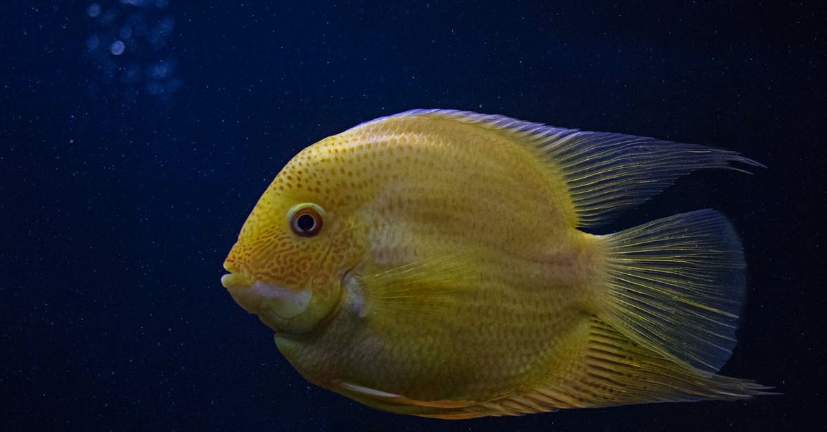 Over watered single layer - Yellow Fish in Close-up Photography