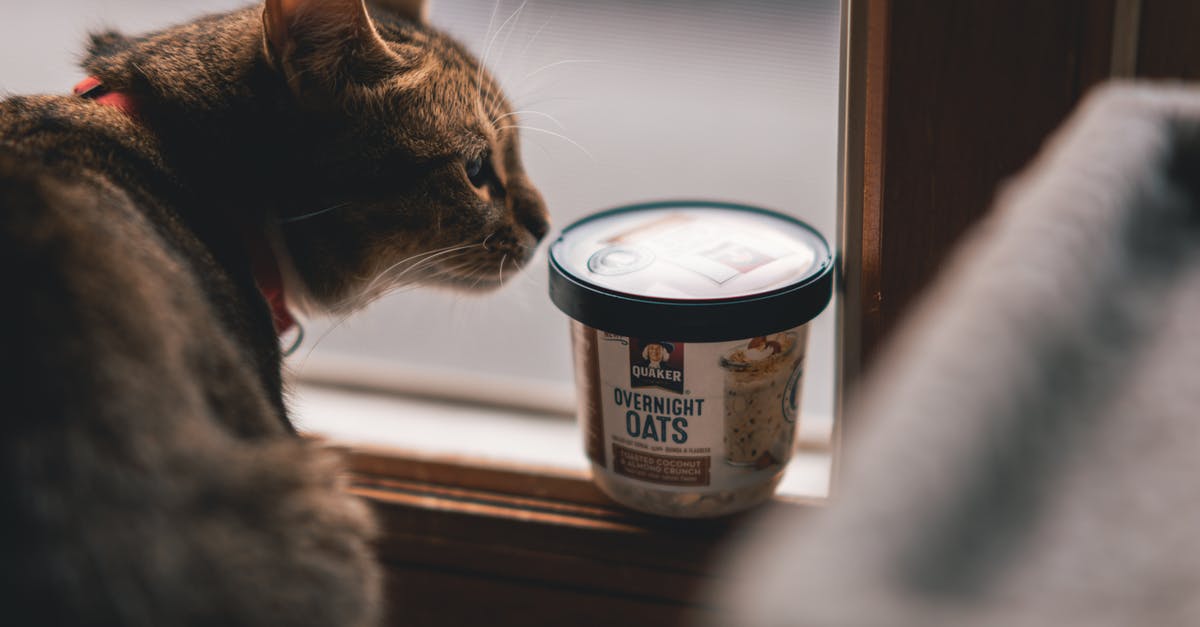 Overnight oatmeal still underwater? - Shallow Focus Photography of Cat