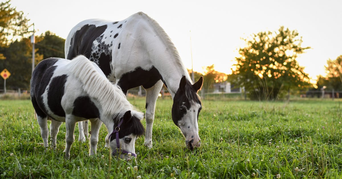 Painted Pony beans pate - Paint Horses Grazing in a Pasture