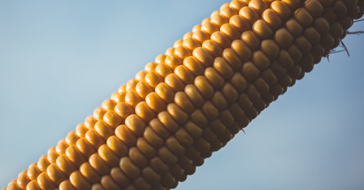 Par-Cooking Corn on the Cob in a Microwave - Corn With Blue Sky during Daytime