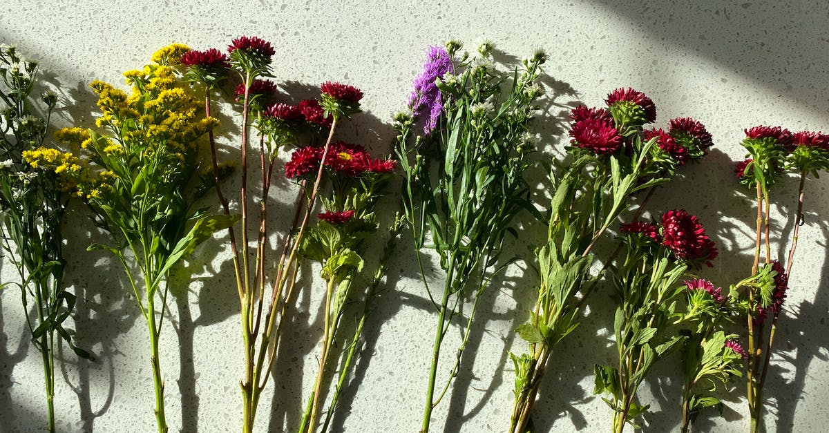 Parsley stems in chimichurri - Free stock photo of bouquet, bright, flora