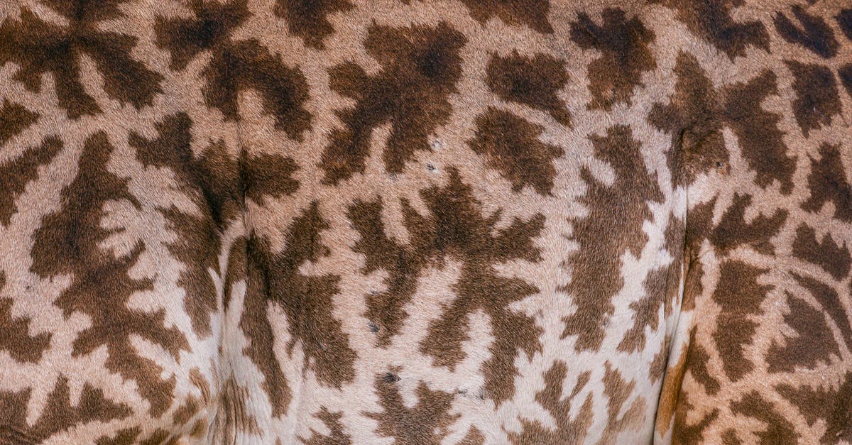 Pattern in carrot's body - Close-up Shot of a Giraffe Spots