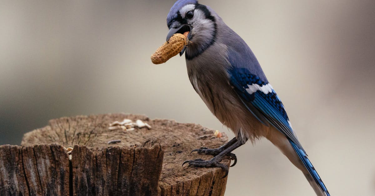 Peanut butter logs - A Blue Jay Biting a Peanut