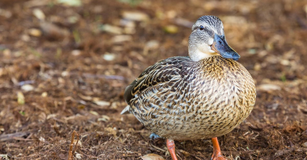 Peking Duck - why do they take my duck away? - Close-Up Photo of Brown Mallard