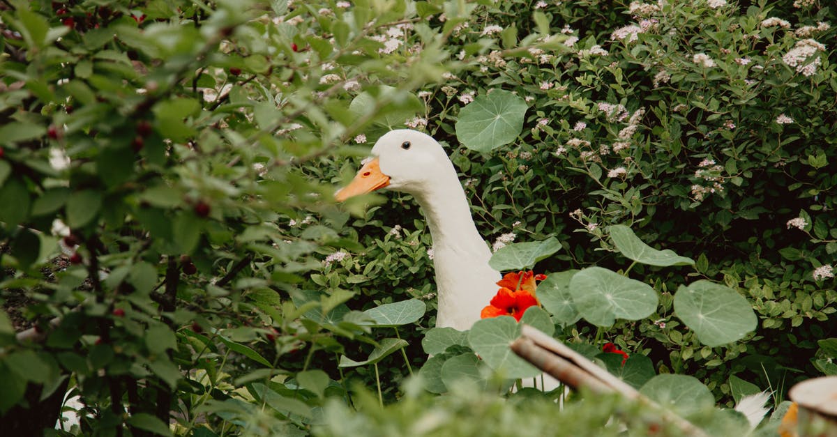 Peking Duck - why do they take my duck away? - White Duck on Near the Green Plants