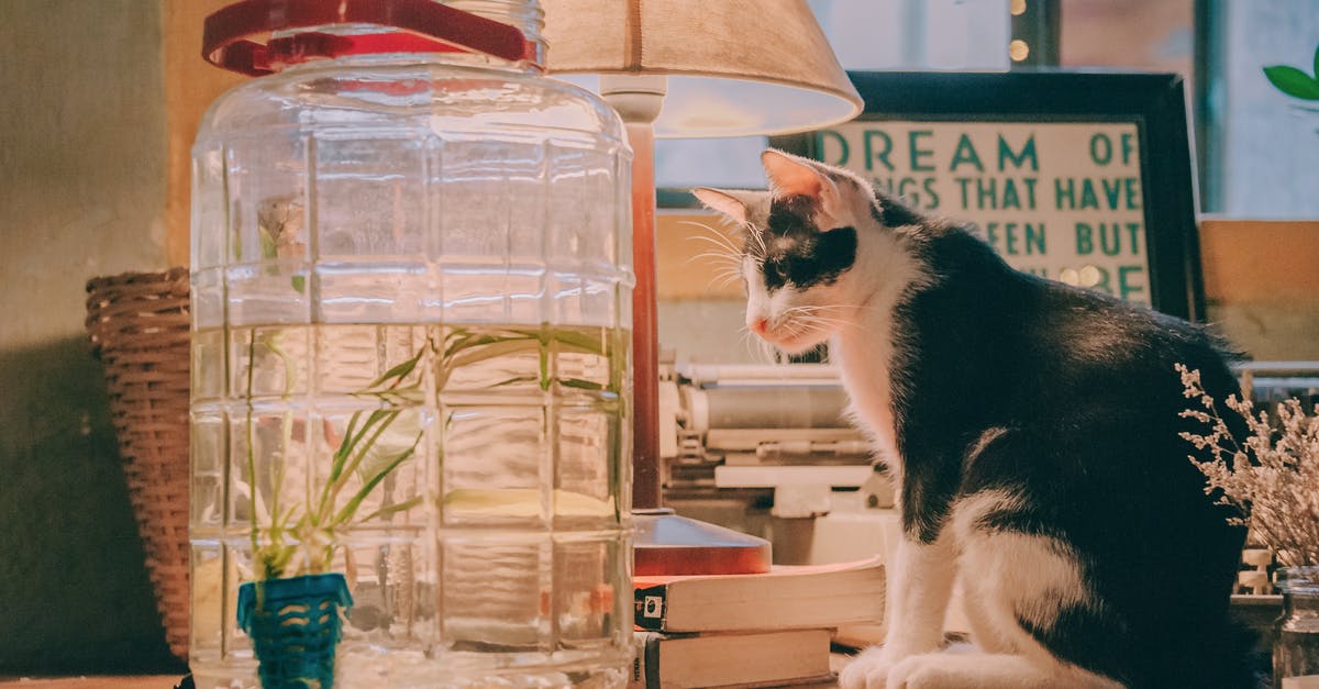 PET containers for freezer meals? - Black and White Cat Sitting Beside Clear Glass Beverage Dispenser, Table Lamp, and Books on Brown Wooden Table