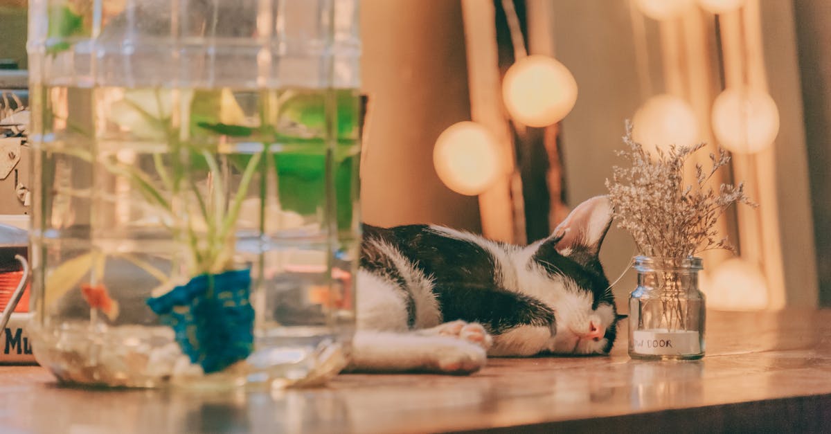 PET containers for freezer meals? - Cat Sleeping on Table