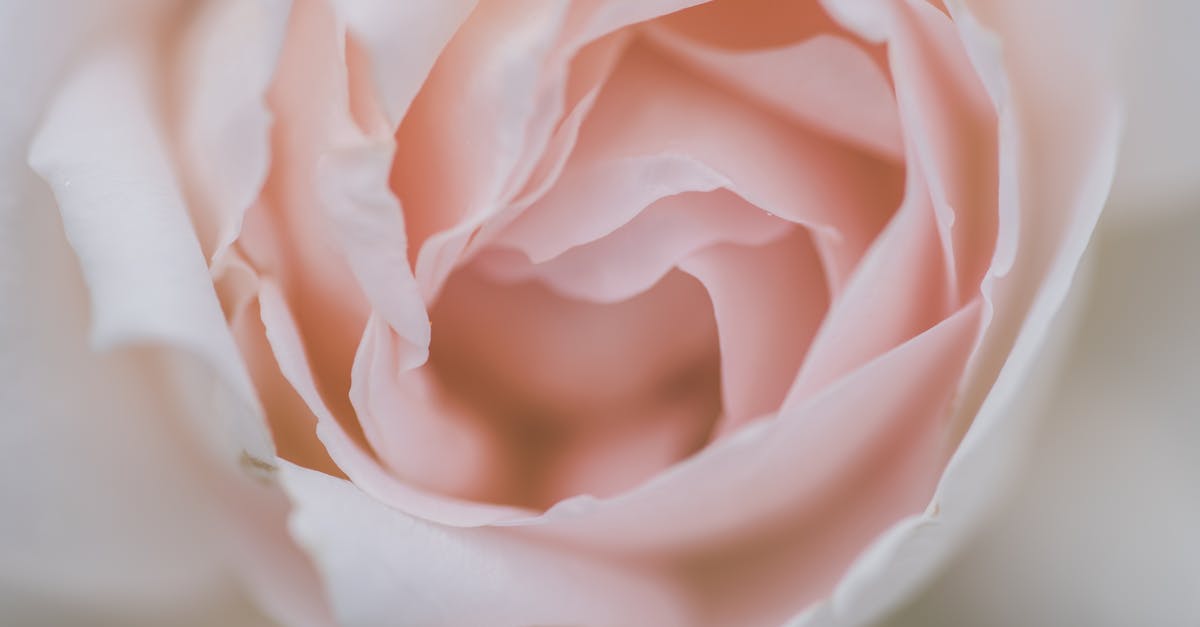 Pickle handling [closed] - White Rose in Close Up Photography