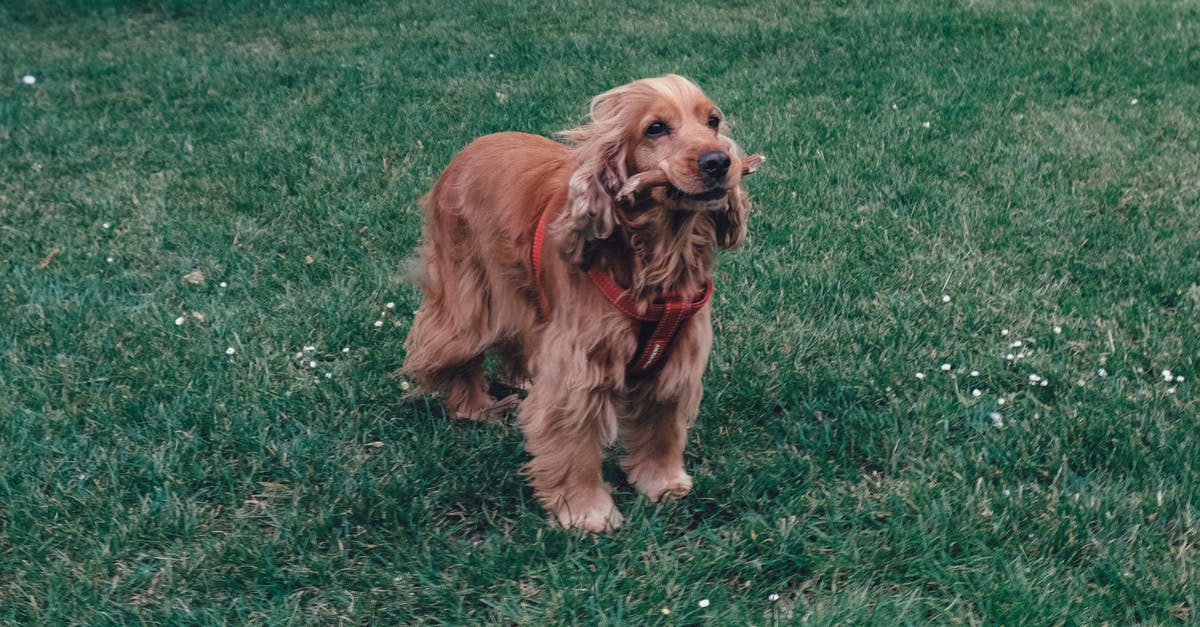 Pickling green peaches: is the fuzz a must? - Cute dog on green lawn