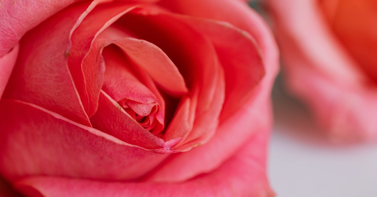 Pickling green peaches: is the fuzz a must? - Macro view of pink roses leaning on white table texture for postcards and decorated for wedding celebration in modern apartment during daytime