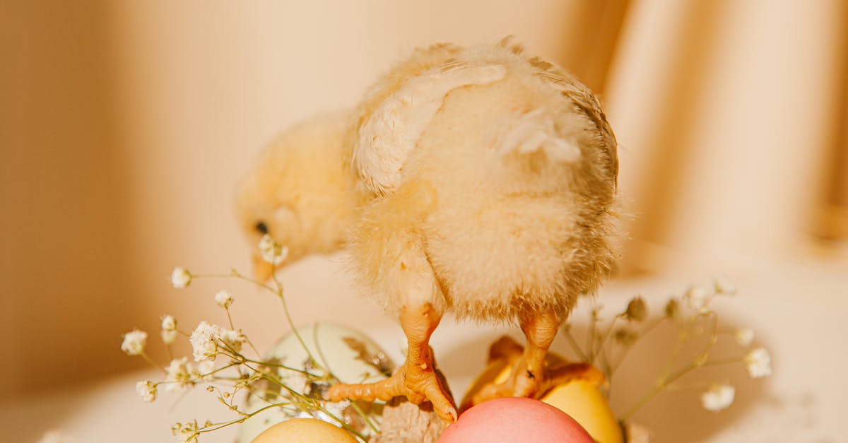 Pink Rabbit Blancmange origin? - Close-up Photo Of Chick On Colored Eggs