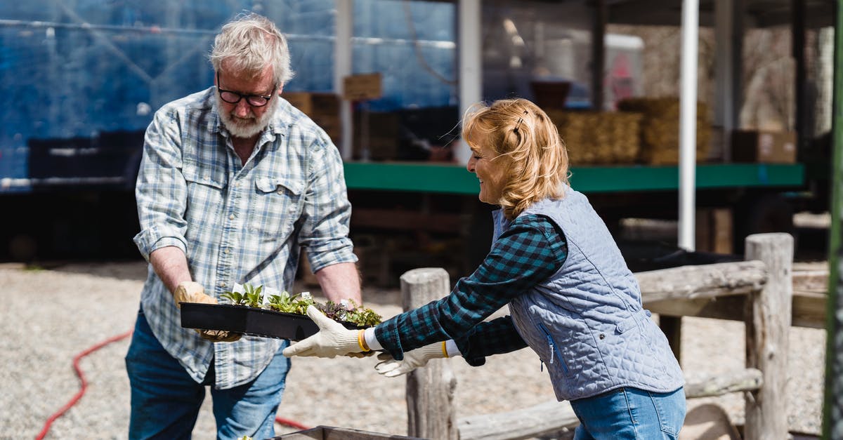 Please help identifying this herb - Couple of farmers in checked shirts and gloves carrying pots with green plants and helping each other in countryside on sunny day