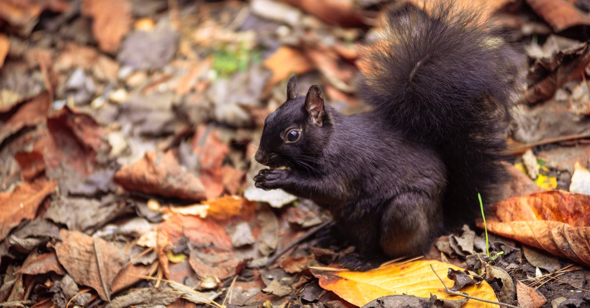 Please identify this nut covered cheese - Cute Black Squirrel Sitting on Ground Covered with Autumn Leaves and Eating