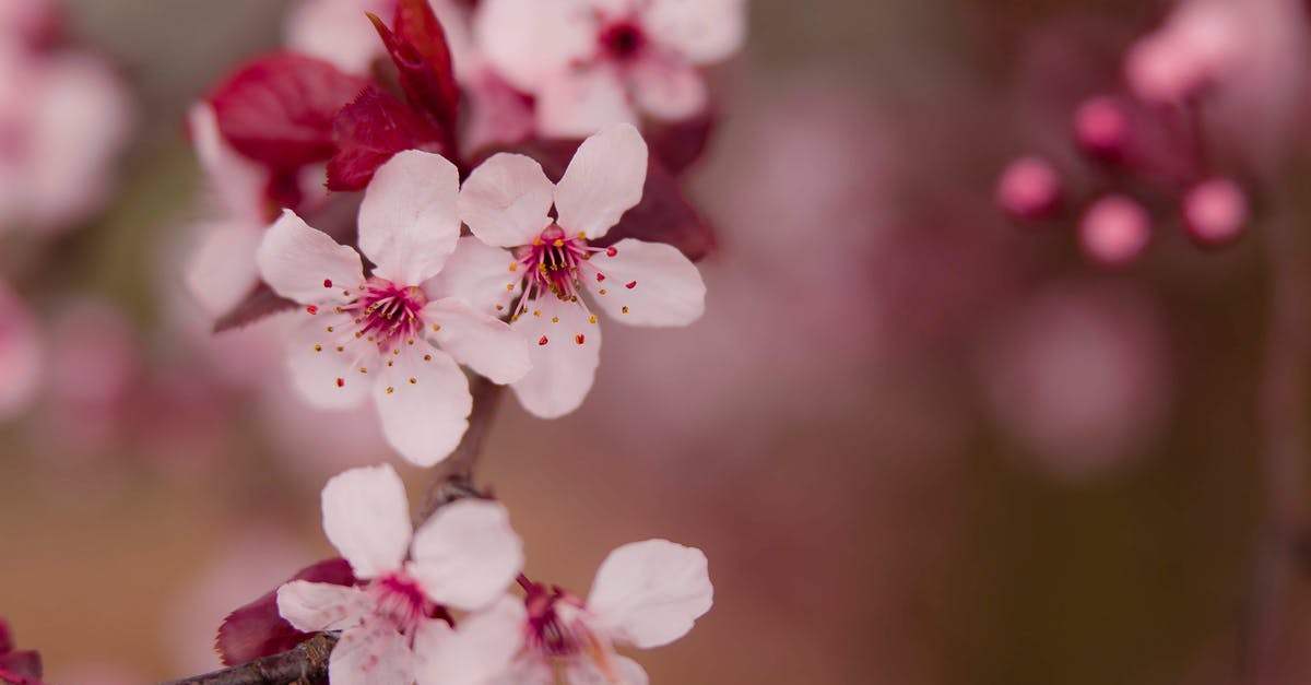 Plum preserving/storage method that tastes like plums, not prunes (I just picked 30 lbs) - Pink Flowers