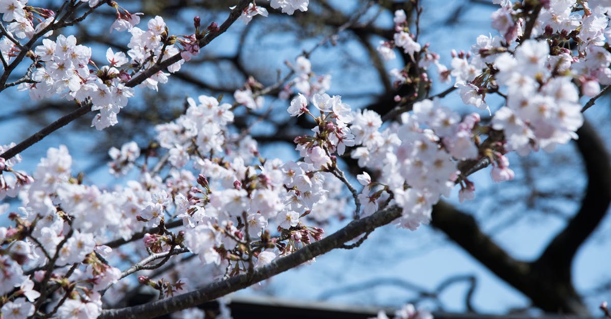 Plum preserving/storage method that tastes like plums, not prunes (I just picked 30 lbs) - Selective Focus Photography of White Flowering Tree