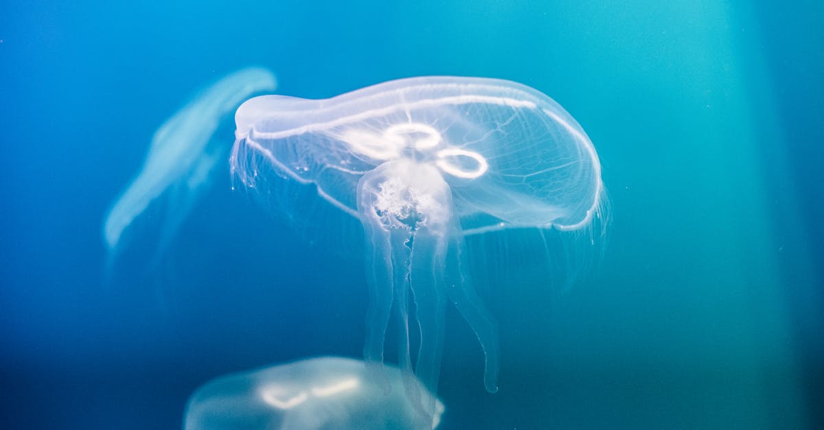 Poisonous Escoffier recipe? - Photo of Jellyfish Underwater