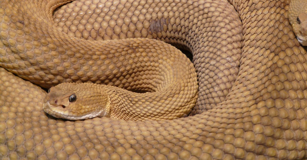 Poisonous Escoffier recipe? - Brown 2 Snake