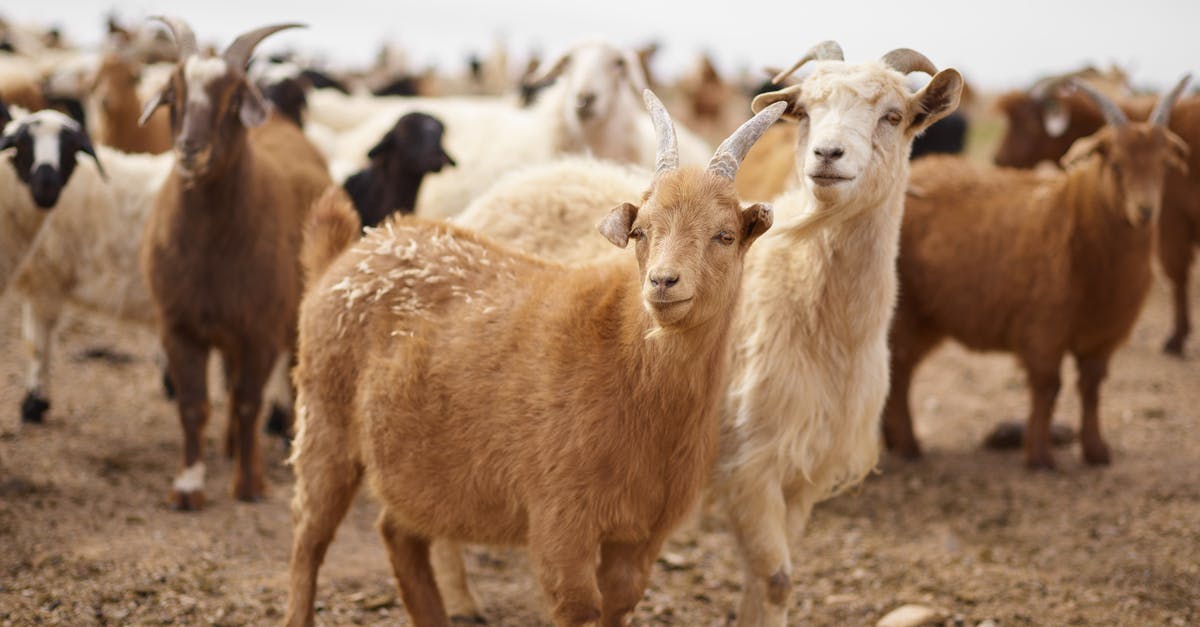 Powdered Goat Milk in Bread? - Flock of fluffy goats grazing on pasture in rural area of steppe during daytime