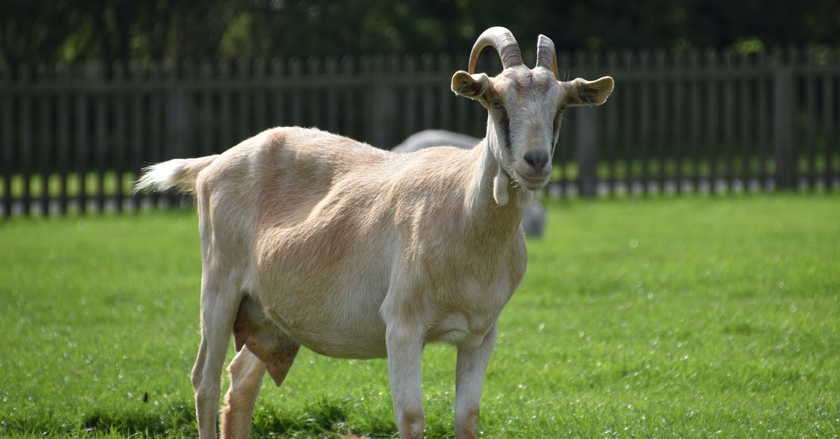 Powdered Goat Milk in Bread? - A Furry Goat on the Green Grass Field