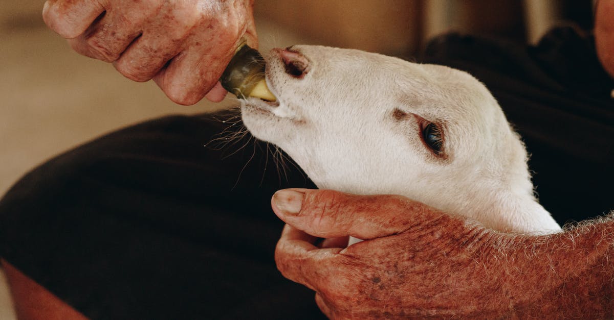 Powdered Goat Milk in Bread? - A Person Feeding White Goat