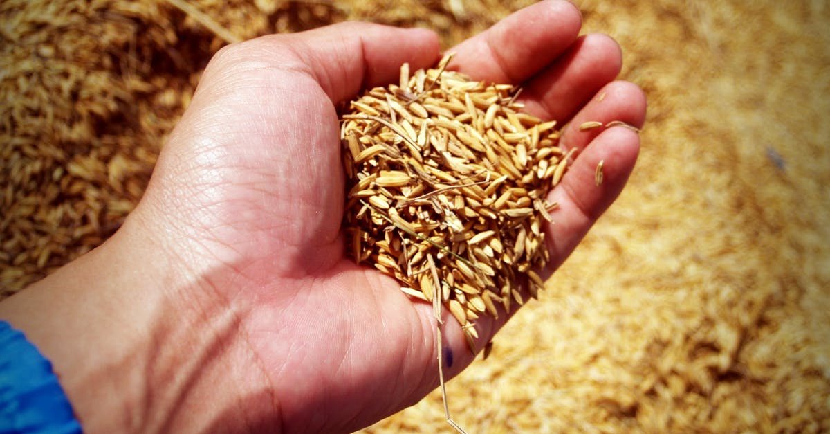 Prefermenting the whole sourdough rye bread - Person Holding Rice Grains