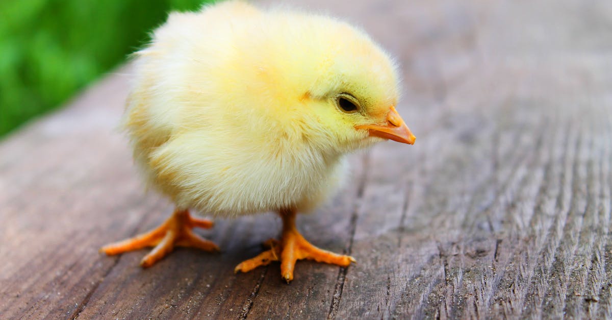 Premium Young Chicken packed in broth - Shallow Focus Photography of Yellow Chick