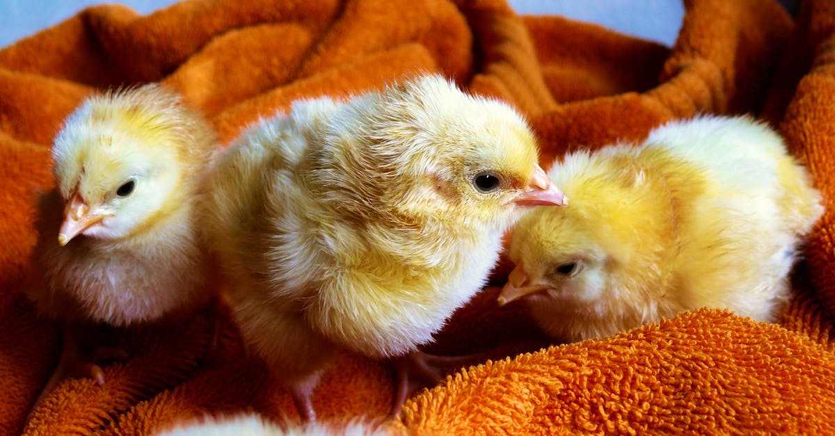 Premium Young Chicken packed in broth - Three Yellow Chicks