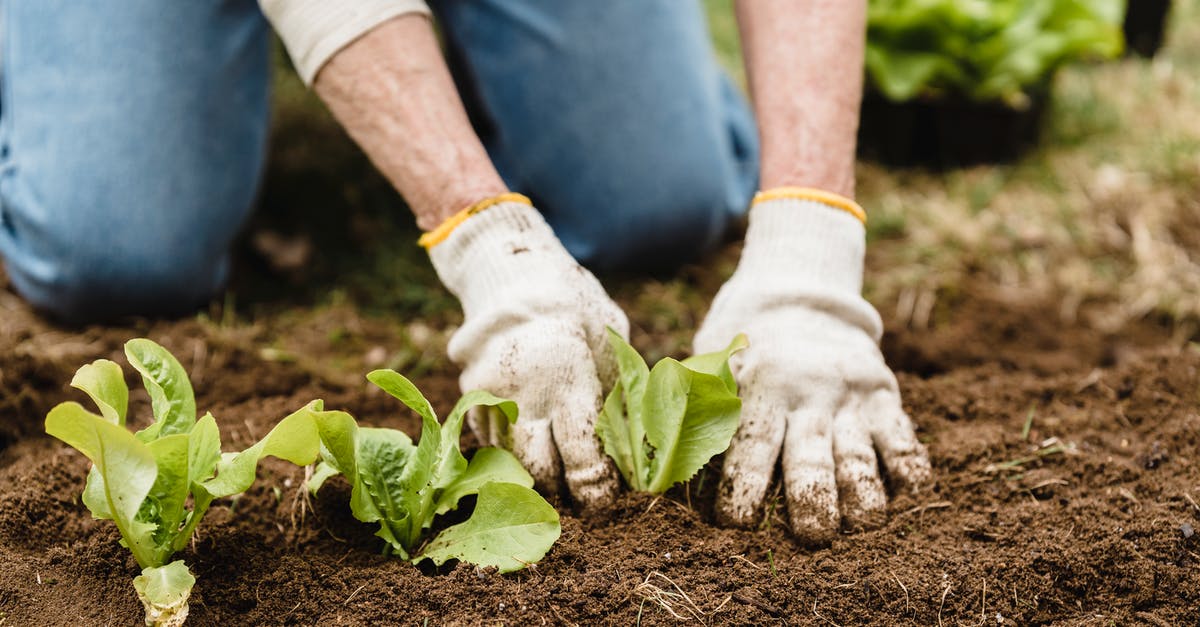 Prepare something with unopened milk that sat outside the fridge? - Crop unrecognizable gardener in gloves and jeans planting green plants into fertile soil while working in garden on summer day