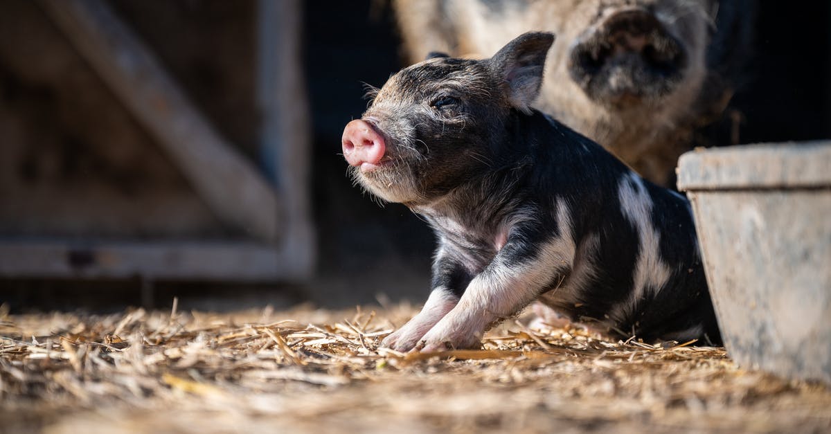 Preparing pork belly: Odd barn yard flavor - Adorable little piggy with spotted black fur sitting on sunny farm enclosure near pig mom