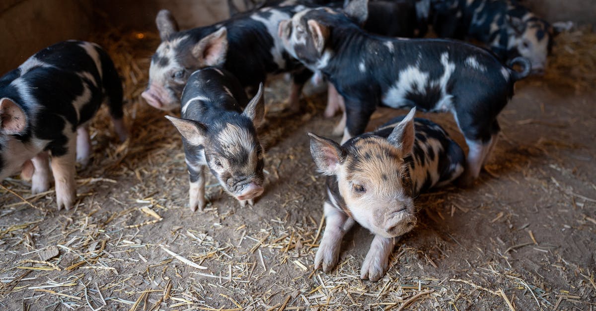 Preparing pork belly: Odd barn yard flavor - From above cute black and white piglets with funny curvy tails playing together on rural barn ground