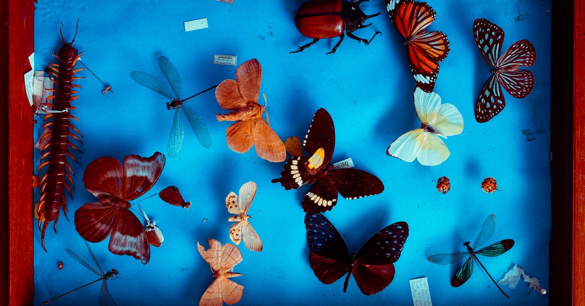 Preserving colour of mixed beans - Multicolored Butterflies Taxidermy