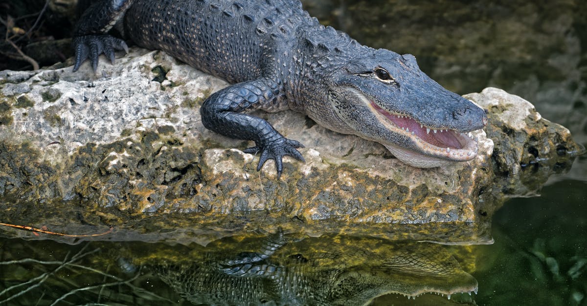 Preserving Nerds / Pop Rocks so they activate in the mouth and not in the food - Selective Focus Photography of Crocodile