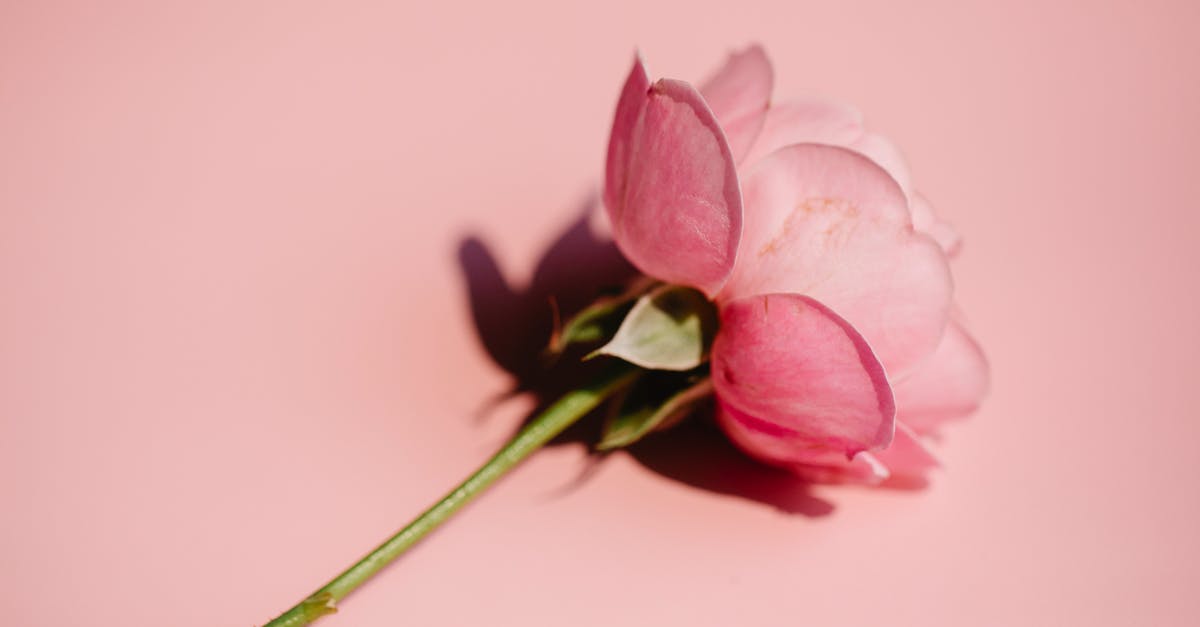 Propane grill leaking from valve stem - Pink rose with thin stem on bright surface