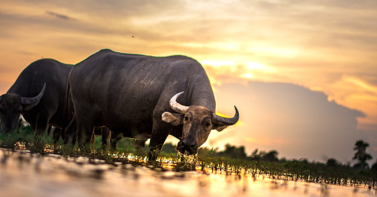 Proper ratio of Water to Rice - Two Water Buffalos