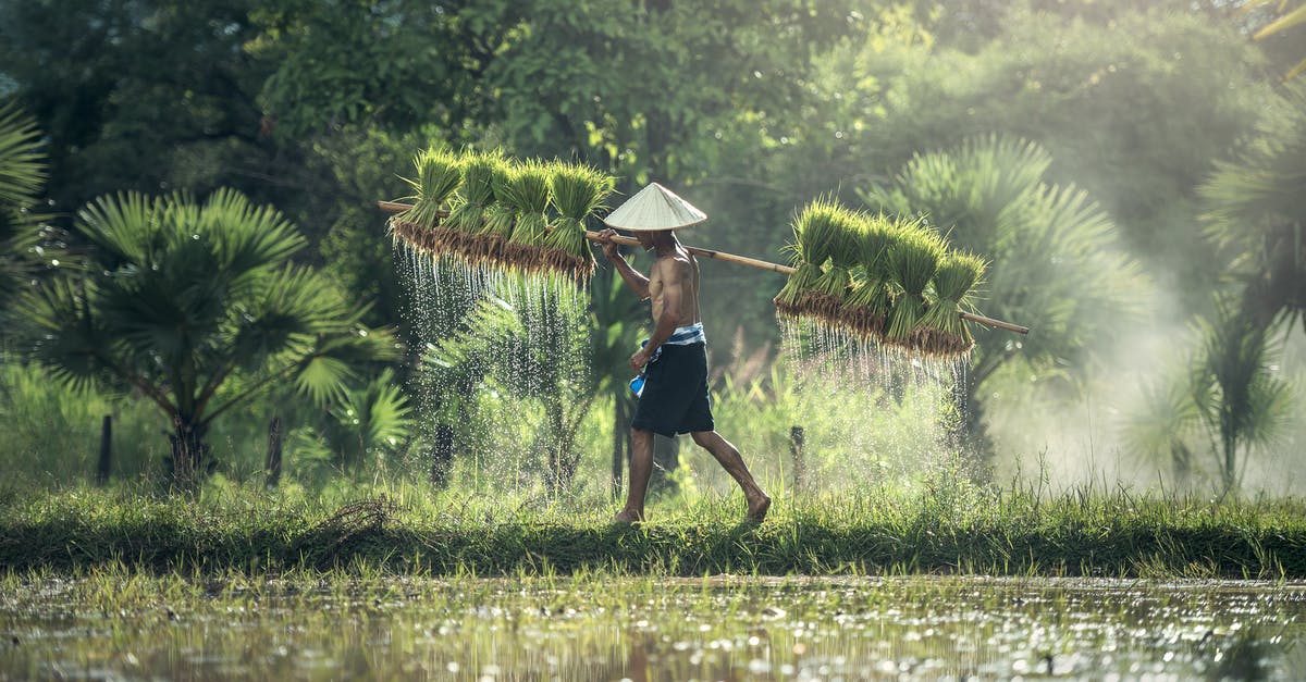 Proper ratio of Water to Rice - Full Length of Man on Water