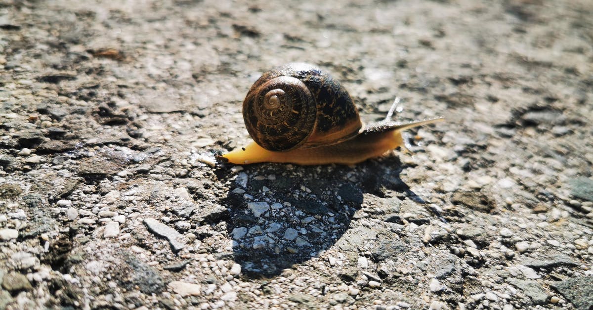 Proper Slow Cooker Usage - Brown Snail on Brown Soil