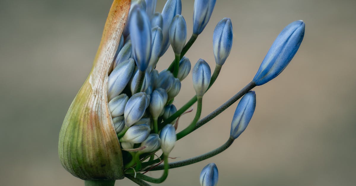 Psyllium husk as gelatin replacement. - Close-Up Photo Of Blue Flower