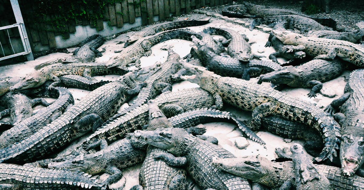 Pulled Pork for a large crowd - Crocodiles resting together in zoo cage