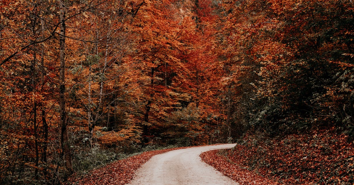 Pumpkin pie filling way too thick - Rural road running through yellow autumn forest